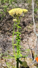 Cassinia denticulata