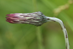 Chaptalia arechavaletae