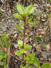 Maytenus magellanica