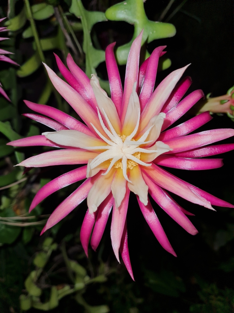 Selenicereus anthonyanus