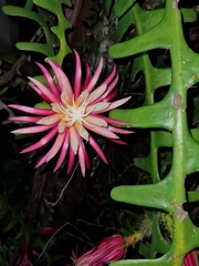 Selenicereus anthonyanus