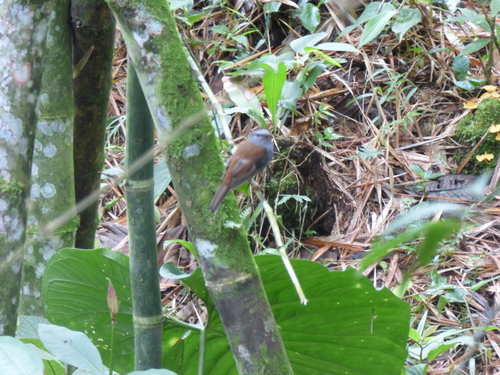 Myadestes ralloides