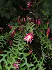 Selenicereus anthonyanus