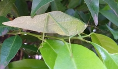 Phaneropterinae