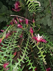 Selenicereus anthonyanus