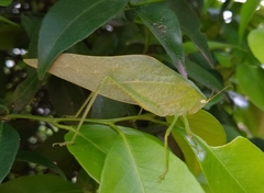 Phaneropterinae