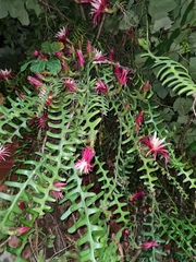 Selenicereus anthonyanus