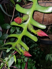 Selenicereus anthonyanus