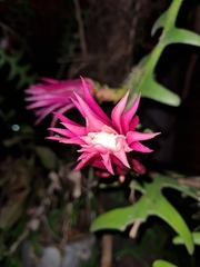 Selenicereus anthonyanus