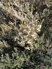 Myrceugenia rufa