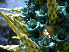 Puya alpestris alpestris