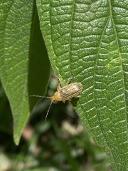 Metaxyonycha granulata