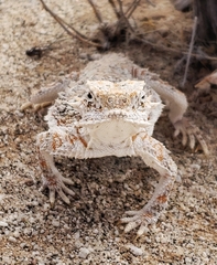 Phrynosoma goodei