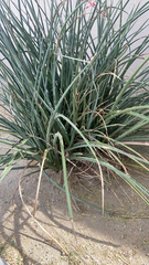 Hesperaloe parviflora