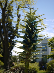 Puya alpestris alpestris