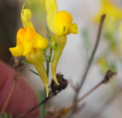 Linaria supina