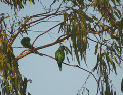 Barnardius zonarius macgillivrayi