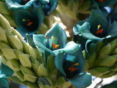 Puya alpestris alpestris