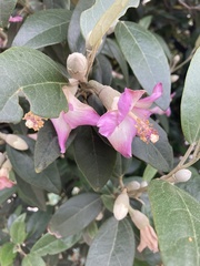 Lagunaria