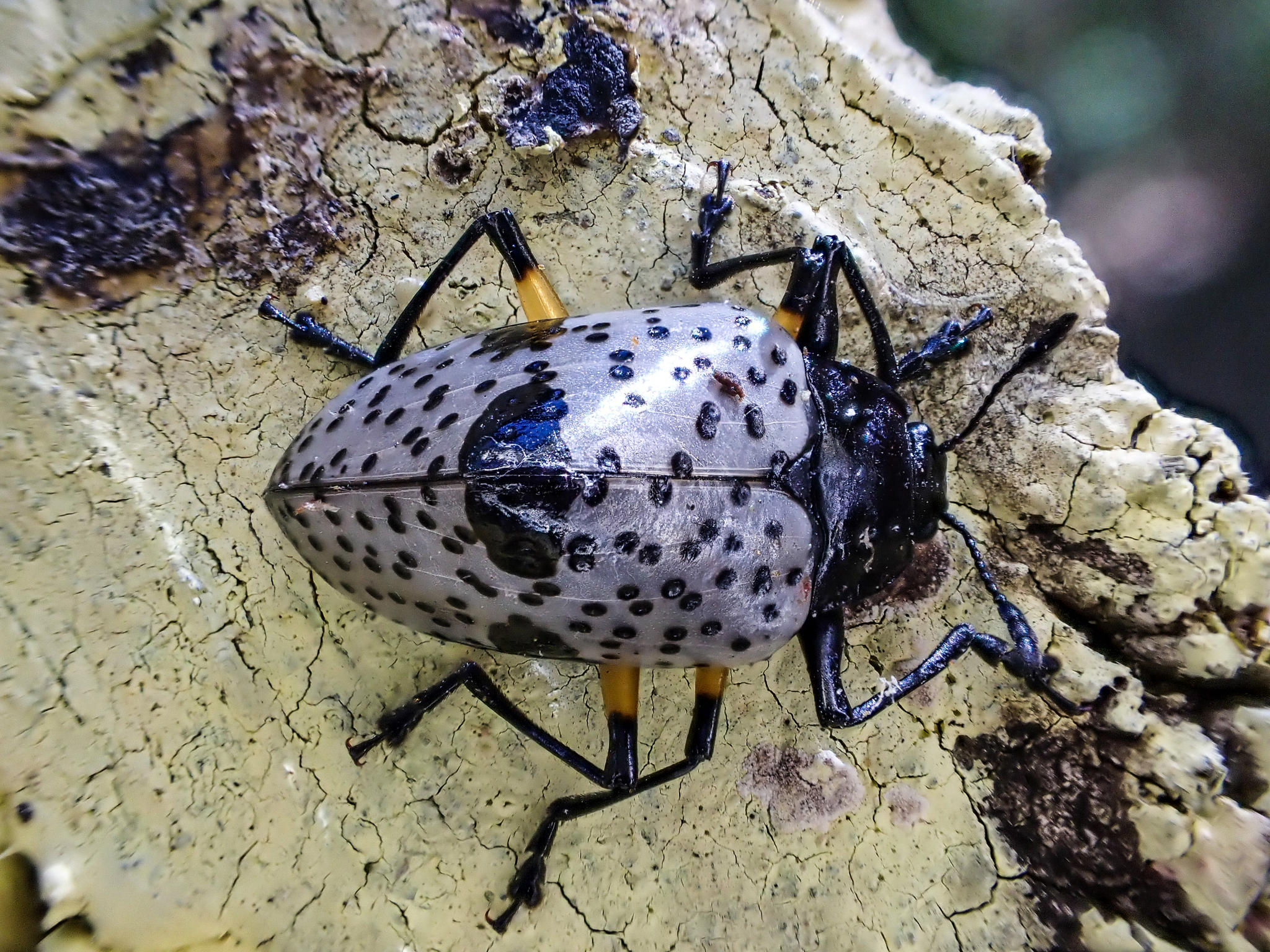 Erotylidae image