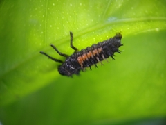 Harmonia axyridis