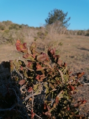 Tristerix corymbosus