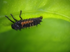 Harmonia axyridis