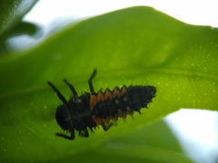 Harmonia axyridis