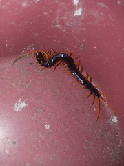 Scolopendra sumichrasti