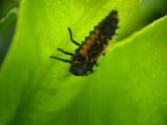 Harmonia axyridis