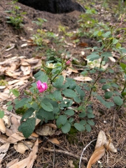 Rosa spithamea