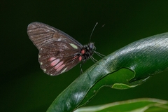 Archonias brassolis tereas