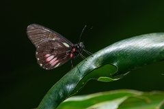 Archonias brassolis tereas