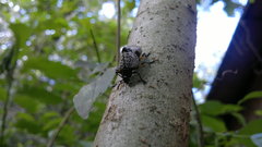 Cypherotylus debauvei