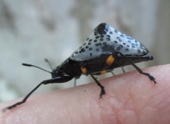 Cypherotylus debauvei