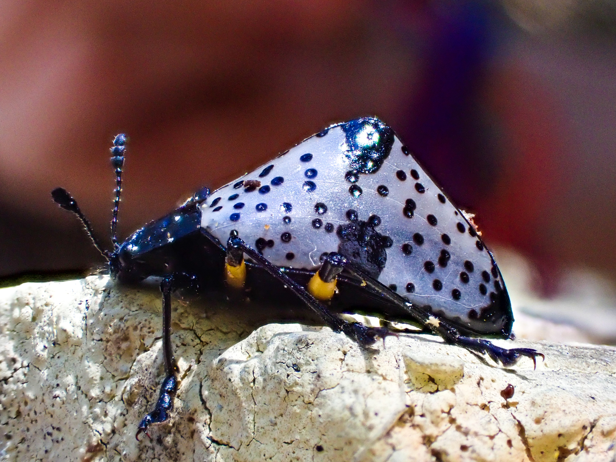 Erotylidae image