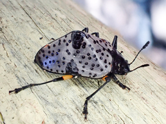 Cypherotylus debauvei