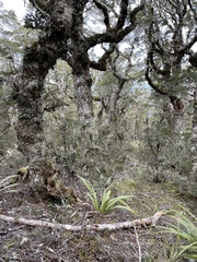 Acanthisitta chloris