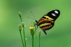 Heliconius ethilla narcaea