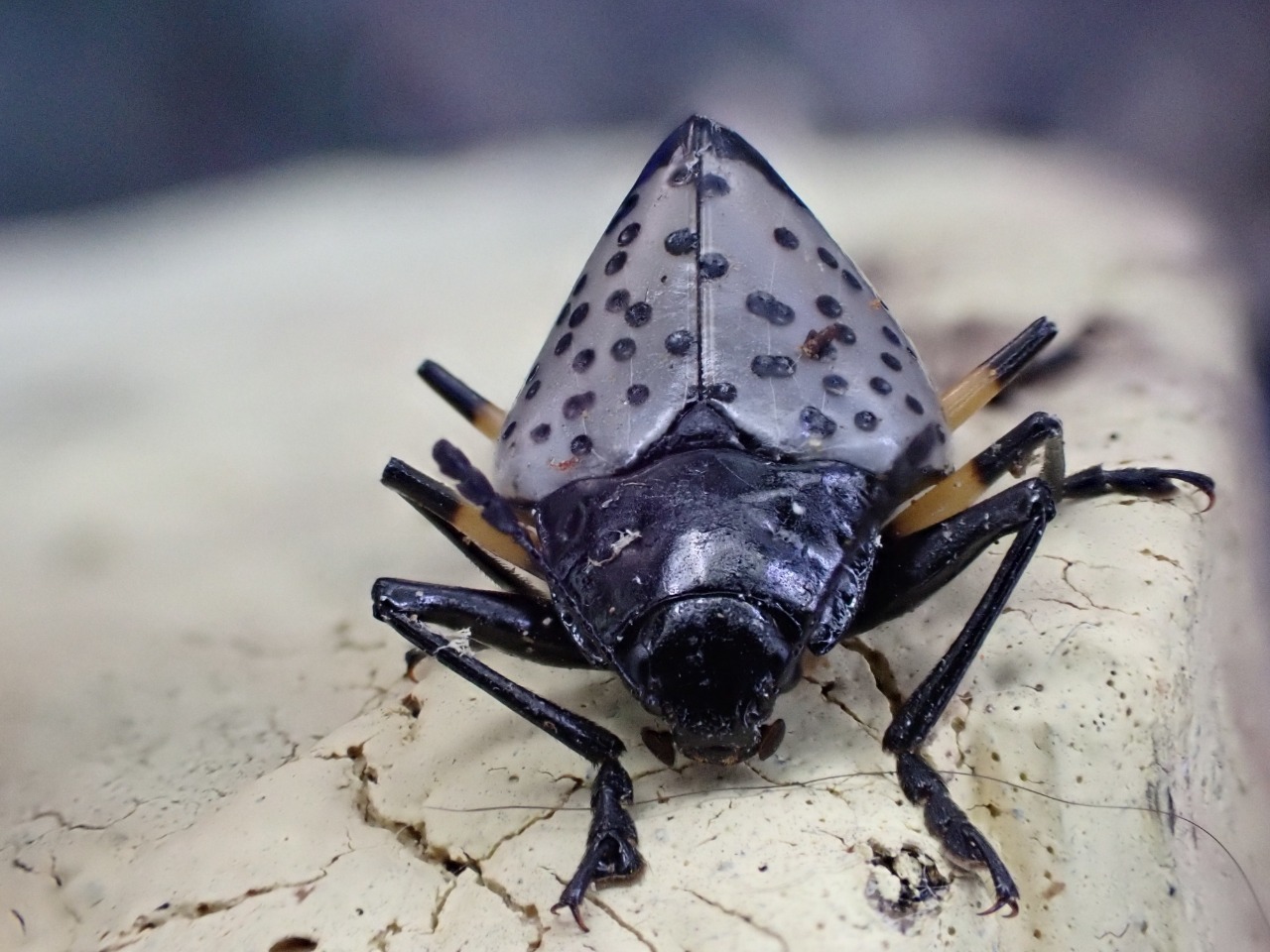 Erotylidae image