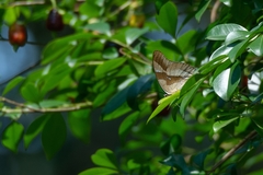 Archaeoprepona chalciope