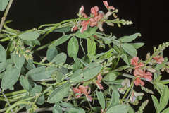 Indigofera jamaicensis