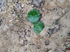 Angiospermae