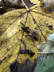 Lanzia luteovirescens