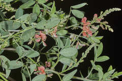 Indigofera jamaicensis