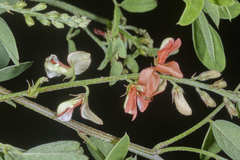 Indigofera jamaicensis
