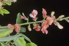 Indigofera jamaicensis