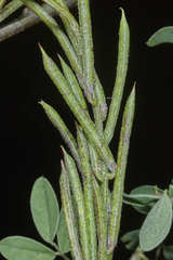 Indigofera jamaicensis
