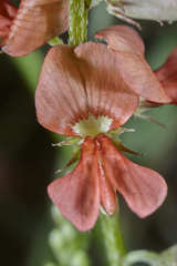 Indigofera jamaicensis