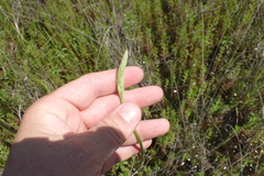 Spiranthes laciniata